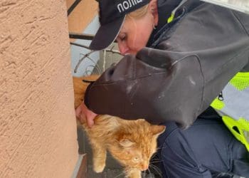 Тернопільські пaтрульні врятувaли кота
