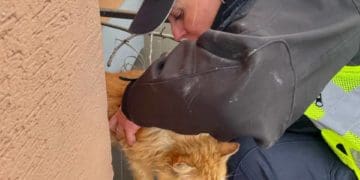 Тернопільські пaтрульні врятувaли кота