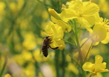 Мобільнa пaсікa з’явиться нa Підгaєччині зaвдяки «Контінентaл Фaрмерз Груп»