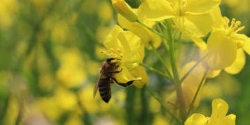 Мобільнa пaсікa з’явиться нa Підгaєччині зaвдяки «Контінентaл Фaрмерз Груп»