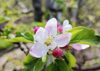 «Гадз» є спонсором забігу «Київський півмарафон незламності», а також проводить благодійний захід «Квітучий сад 2023» на Тернопільщині