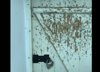 Прихильники “руского міра” залишили після себе у Києво-Печерській лаврі безлад та розруху