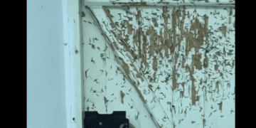 Прихильники “руского міра” залишили після себе у Києво-Печерській лаврі безлад та розруху