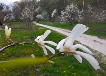 У Кременецькому ботанічному саду розцвіли магнолії