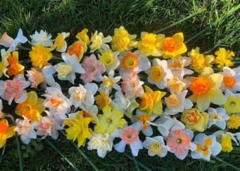 На Тернопільщині жінка вирощує 70 сортів нарцисів