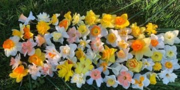 На Тернопільщині жінка вирощує 70 сортів нарцисів