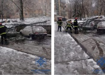 У Тернополі на автомобіль впало дерево через погодні умови