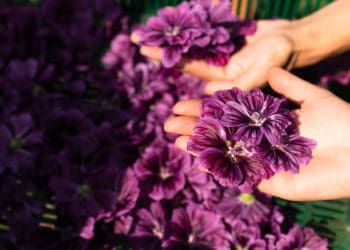 Освітній проект для молоді «Розумний город», започаткований «Контінентал», стартував учетверте