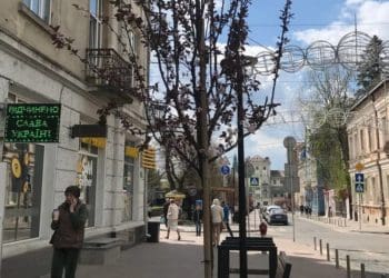 Не прижилися: у Тернополі червонолисті клени замінили на сливи