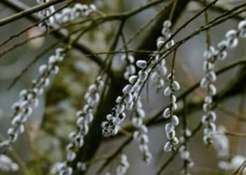 В Україну знову прийдуть снігопади