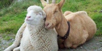 В громаді на Тернопільщині людям платитимуть гроші за те, що вони вирощують худобу на своїх угіддях