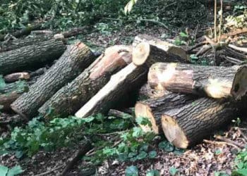 Майже тисячу дерев незаконно зрубав експомічник лісничого у Тернопільському районі