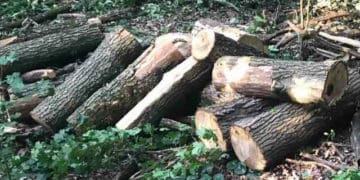 Майже тисячу дерев незаконно зрубав експомічник лісничого у Тернопільському районі
