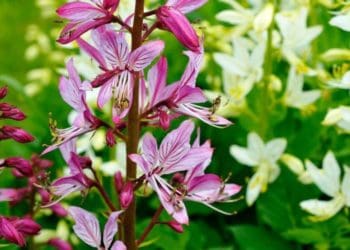 “Неопалима купина”: унікальна рослина квітне на території Національного природного парку на Тернопільщині та Хмельниччині