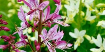 “Неопалима купина”: унікальна рослина квітне на території Національного природного парку на Тернопільщині та Хмельниччині