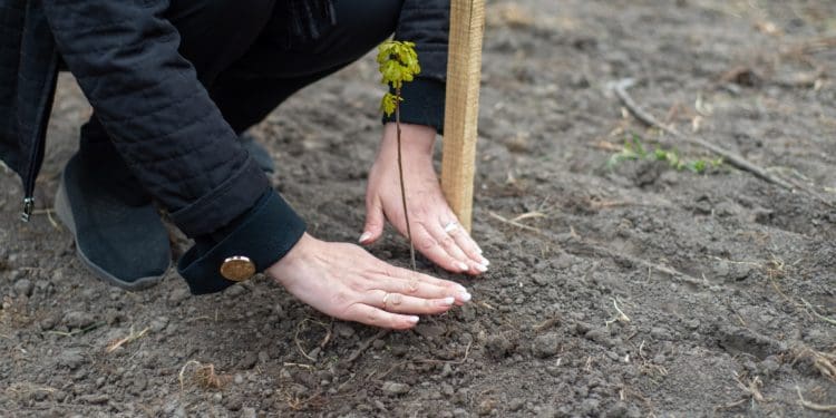 У Зарваниці матері загиблих воїнів висадили алею дубів