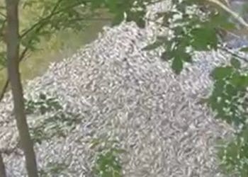 У річці під Тернополем загинула риба