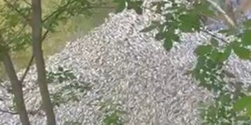 У річці під Тернополем загинула риба