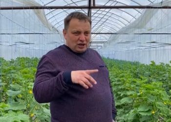 Як в Заліщиках вирощують овочі, які потім потрапляють на львівський ринок “Шувар”