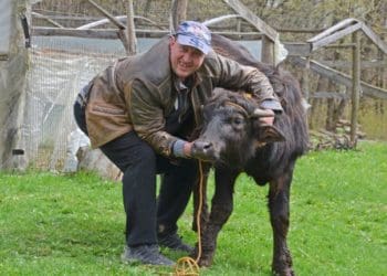 Фермер з Чорткова заходився розводити чорних азіатських водяних буйволів