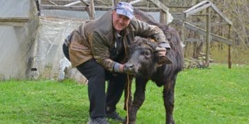 Фермер з Чорткова заходився розводити чорних азіатських водяних буйволів