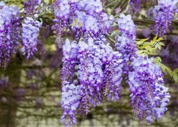 Як вирощувати та доглядати гліцинію: практичні поради