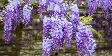 Як вирощувати та доглядати гліцинію: практичні поради
