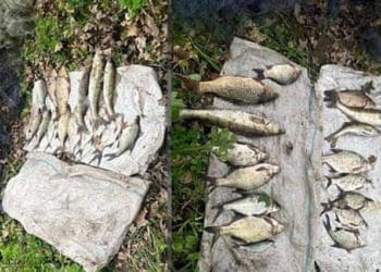 Двоє браконьєрів на річці Серет на Тернопільщині виловили риби на 34 тис. грн