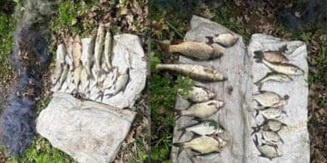 Двоє браконьєрів на річці Серет на Тернопільщині виловили риби на 34 тис. грн