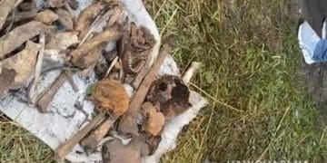 Експерти підтвердили, що кістки зі смітника належать зниклому 17 років тому тернополянину