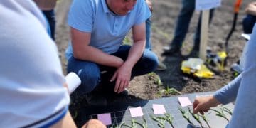 Щоб підвищити врожайність потрібно обирати ефективний догляд за сходами