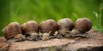 Равлики заполонили центр Тернополя