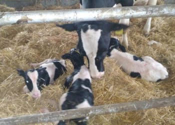 Таке буває раз на сто тисяч випадків: на Чортківщині корова народила троє телят