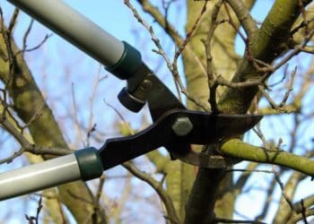 Двоє чоловік померли на Тернопільщині через дерева