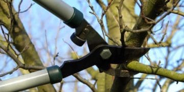Двоє чоловік померли на Тернопільщині через дерева