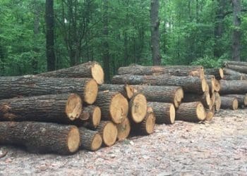 За вкрадені дубові колоди тюрма загрожує двом жителям Лановецької громади