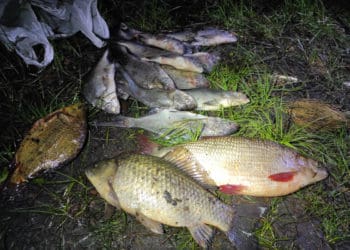 Назвали причину масової загибелі риби у Сереті біля Мишковицького спиртзаводу