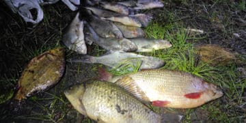 Назвали причину масової загибелі риби у Сереті біля Мишковицького спиртзаводу