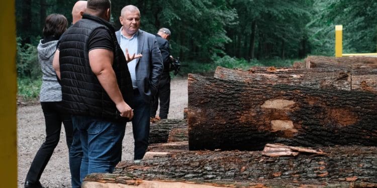 Обсяги висадки лісів збільшать на Тернопільщині цього року