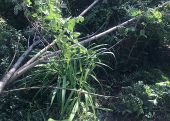 Сосни, акації, горобина: у Тернополі невідомі без дозволу зрізали дерева