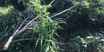 Сосни, акації, горобина: у Тернополі невідомі без дозволу зрізали дерева