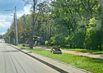 На дамбі Тернопільського ставу зрізали каштани