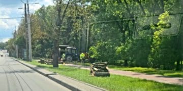 На дамбі Тернопільського ставу зрізали каштани