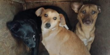 Тварин, які постраждали від підриву Каховської ГЕС, допомагають врятувати на Тернопільщині