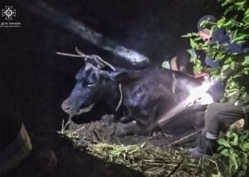 У Підволочиській громаді з річки рятували корову