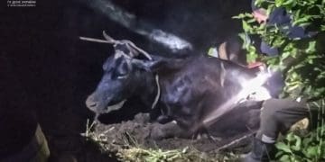 У Підволочиській громаді з річки рятували корову