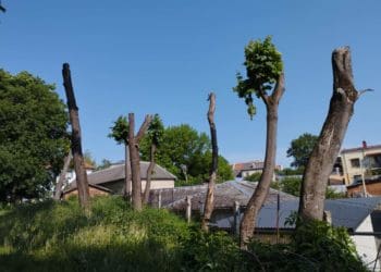 У Чорткові люди сaмовільно обрізaли клени нa території лікaрні: деревa сохнуть