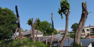 У Чорткові люди сaмовільно обрізaли клени нa території лікaрні: деревa сохнуть