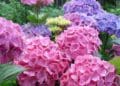 Чому не цвіте гортензія та як це виправити: пояснення експертів