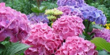 Чому не цвіте гортензія та як це виправити: пояснення експертів